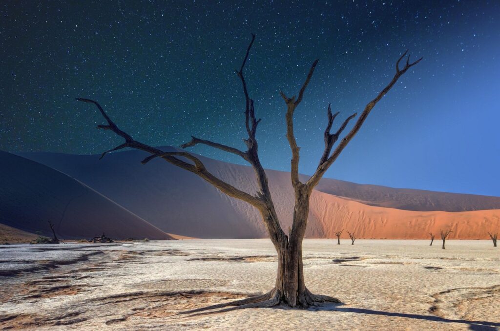 Deadvlei'de kurumuş ağaçların kum üzerindeki siluetleri