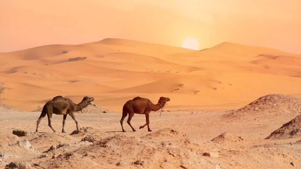 Fas'ın Erg Chebbi kumullarında deve turu sırasında gün batımı