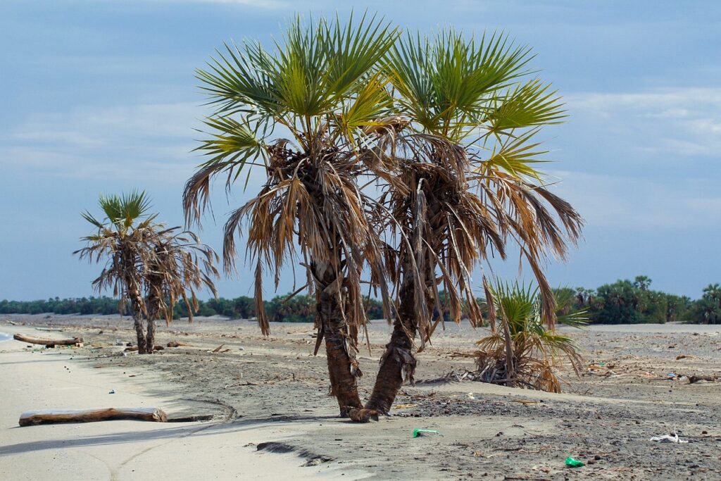 Turkana Gölü çevresinde kurak çöl manzarası