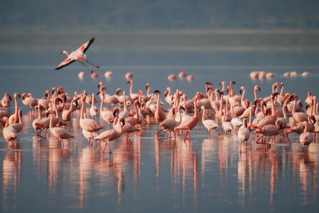 Natron Gölü kıyısında flamingo sürüsü