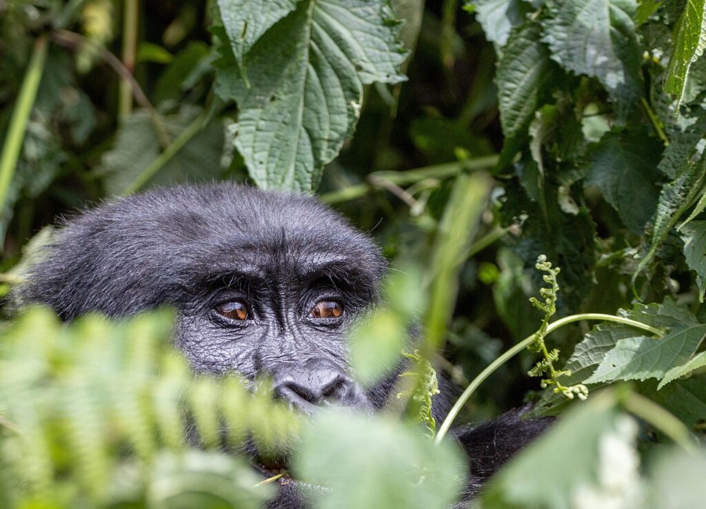 Gorilla yürüyüşü öncesinde rehberin ekibe bilgi vermesi