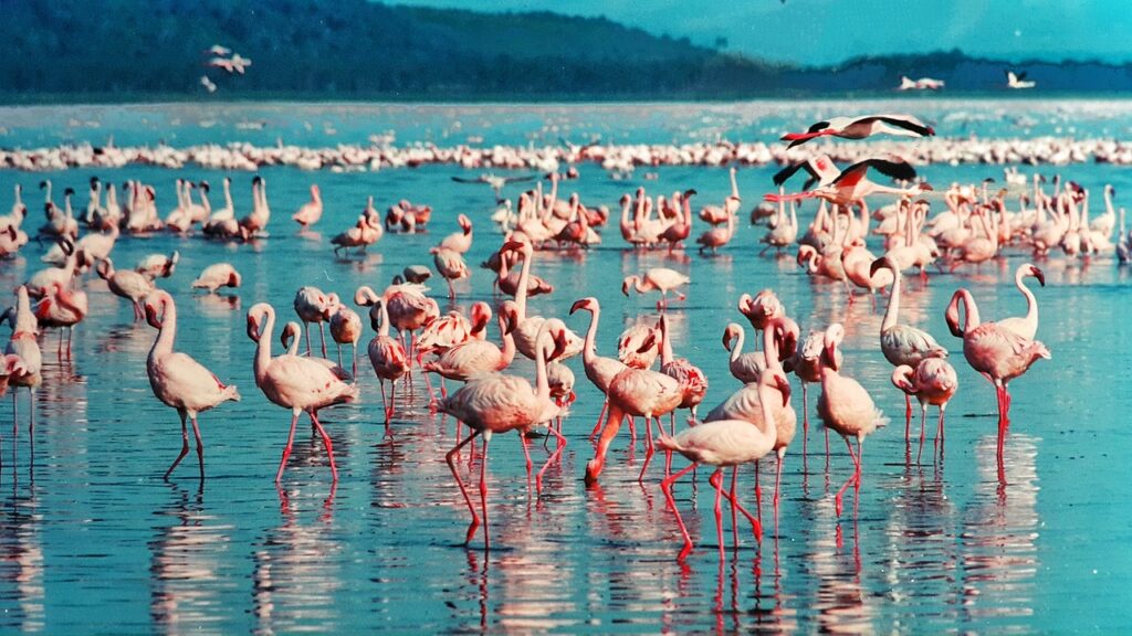 Nakuru Gölü kıyısında toplanan flamingo sürüsü