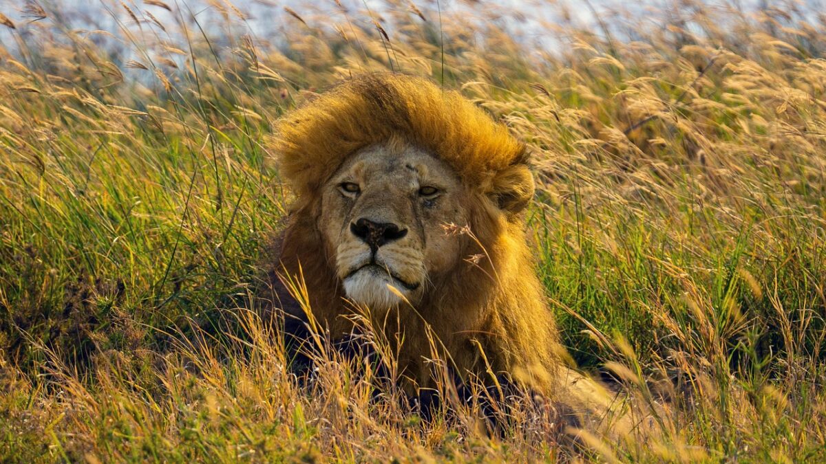 Afrika savanında safari sırasında görülen vahşi hayvanlar ve açık arazi manzarası