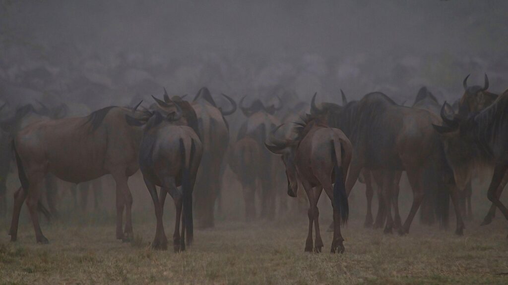 Maasai Mara'da zebra sürüsünün nehri geçişi