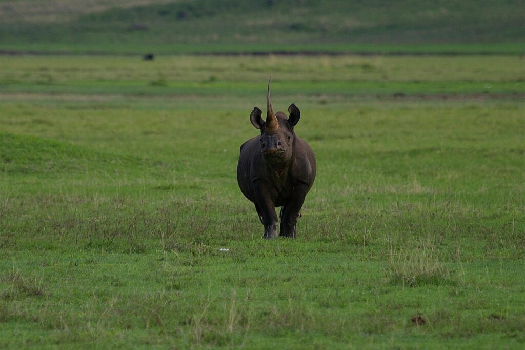 Ngorongoro Krateri'nin içinde yaşayan hayvan topluluğu