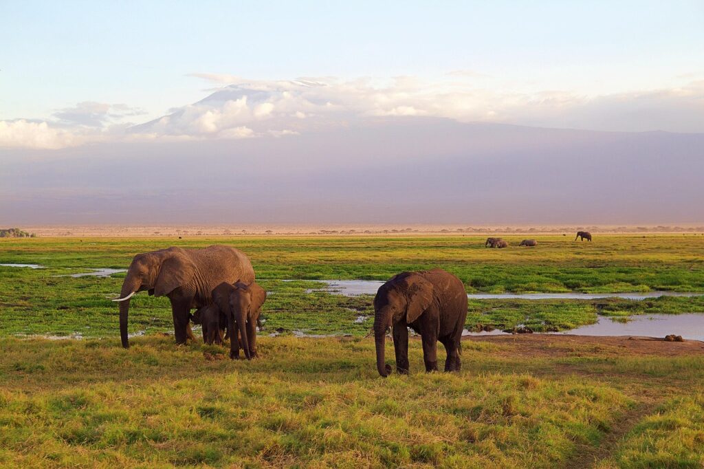 Amboseli'de Kilimanjaro manzarası önünde fil sürüsü