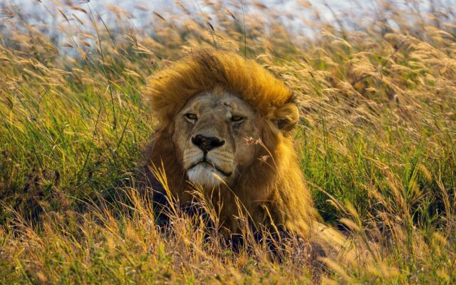 Afrika savanında safari sırasında görülen vahşi hayvanlar ve açık arazi manzarası