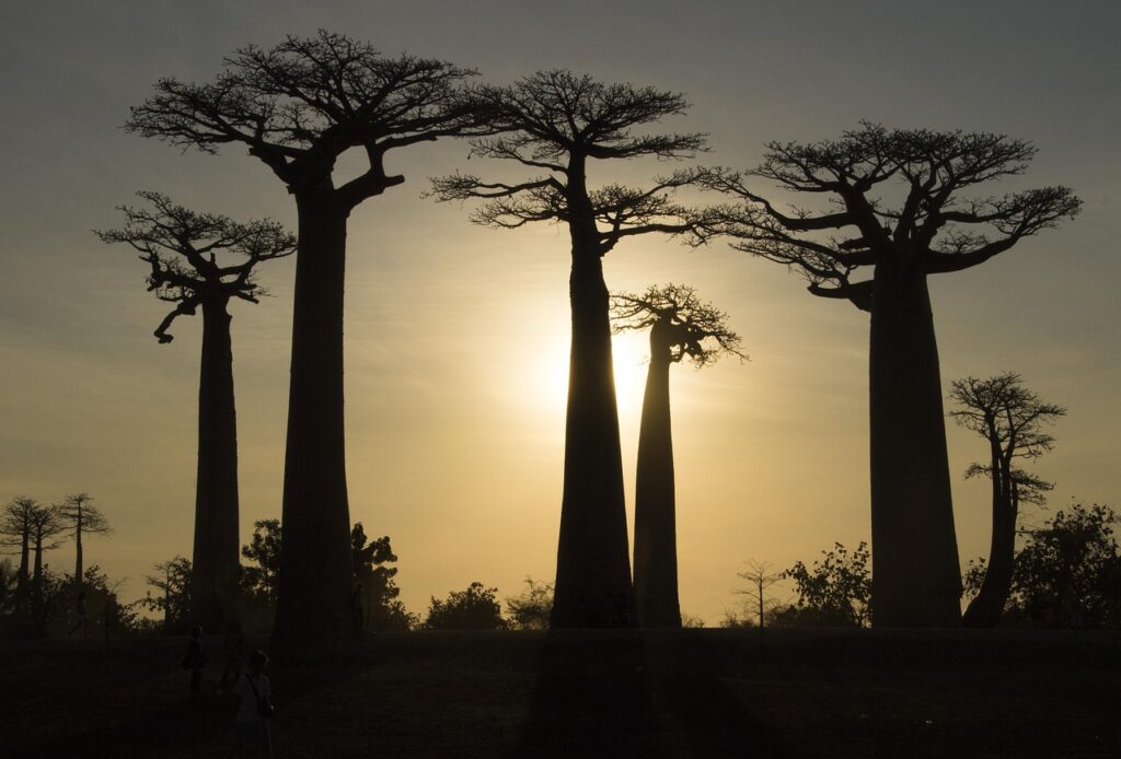 Madagaskar'da günbatımında baobap ağaçları