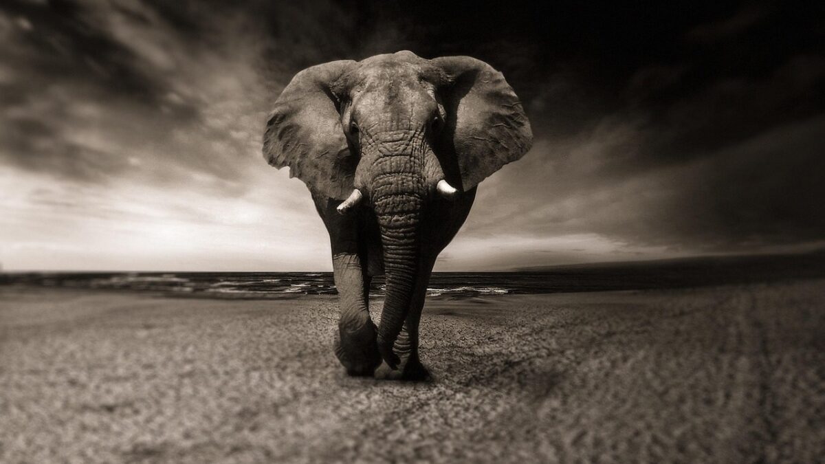 Afrika savanında safari sırasında görülen zebralar ve dağlar