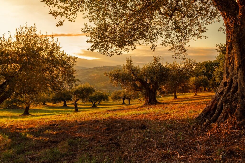 Ege köyünde gövdesi bükülmüş yüzyıllık bir zeytin ağacı