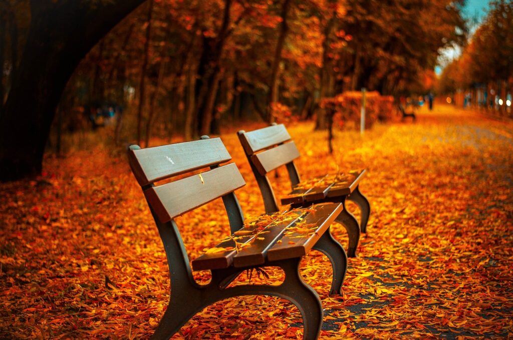 Ankara'da sonbahar renklerindeki bir park