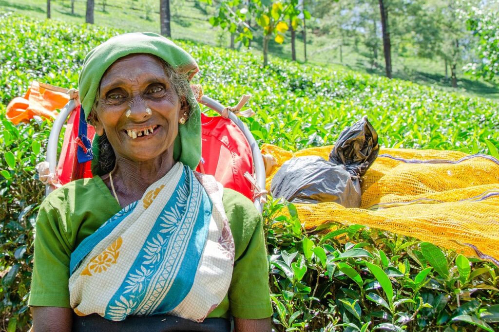 Nuwara Eliya çevresinde çay plantasyonu manzarası