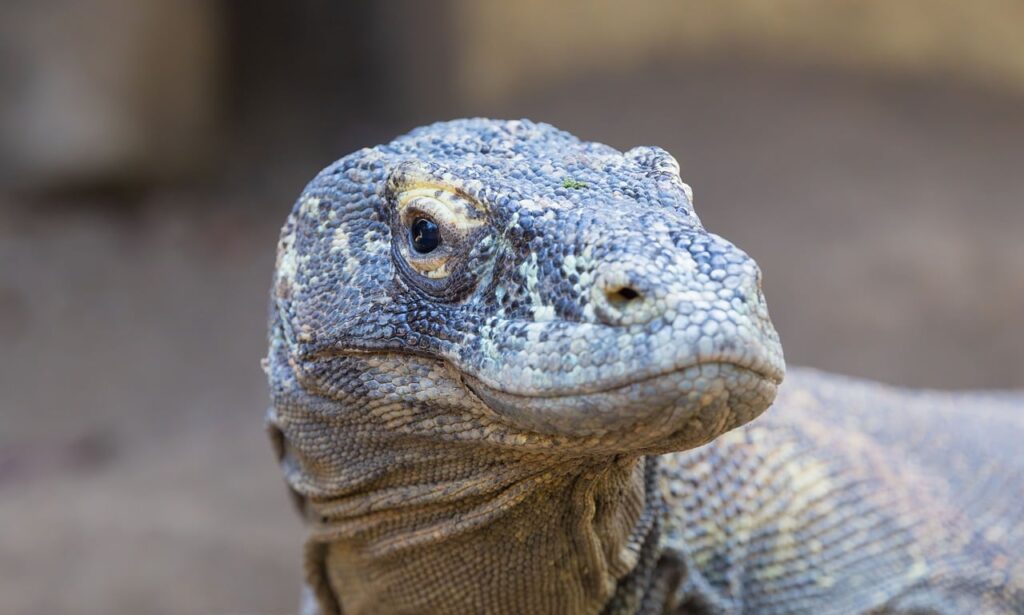 Komodo Milli Parkı'nda bir Komodo ejderhası