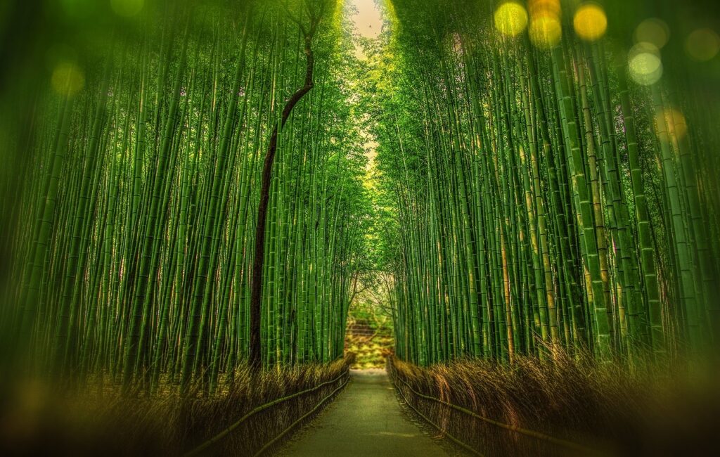 Kyoto'da bambu ormanının arasındaki sakin yürüyüş yolu