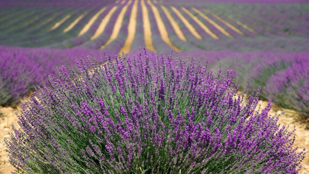 Temmuz ayında Provence'ta sıra sıra uzanan mor lavanta tarlaları