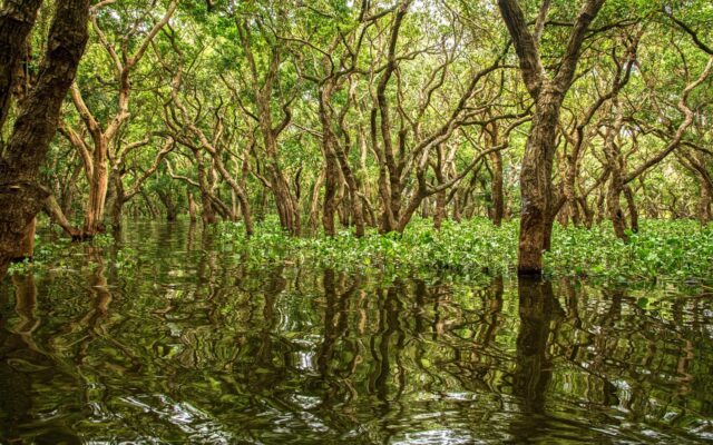 Brunei'de su üzerine kurulmuş Kampong Ayer köyü ve nehir manzarası
