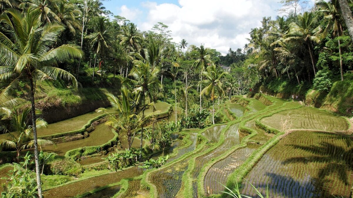 Bali'de Ubud yakınlarındaki yeşil pirinç terasları ve gün ışığı