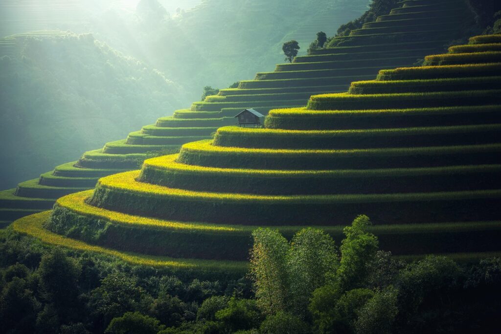 Tegallalang pirinç terasları, Ubud bölgesinde sabah manzarası