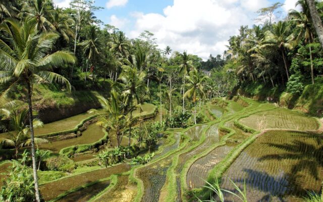 Bali'de Ubud yakınlarındaki yeşil pirinç terasları ve gün ışığı