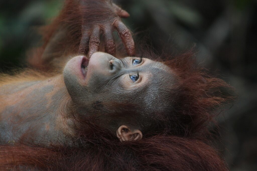 Sepilok'ta ormanda dinlenen bir orangutan