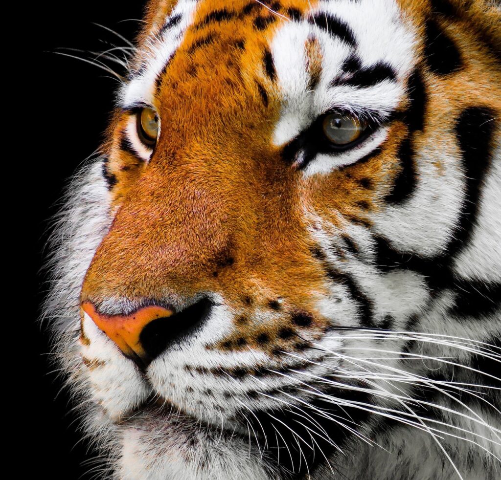 Tiger Hill'den gündoğumunda aydınlanan Kangchenjunga zirvesi
