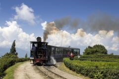 Darjeeling'de sis içinde ilerleyen oyuncak tren ve arkasında Himalaya çay bahçeleri