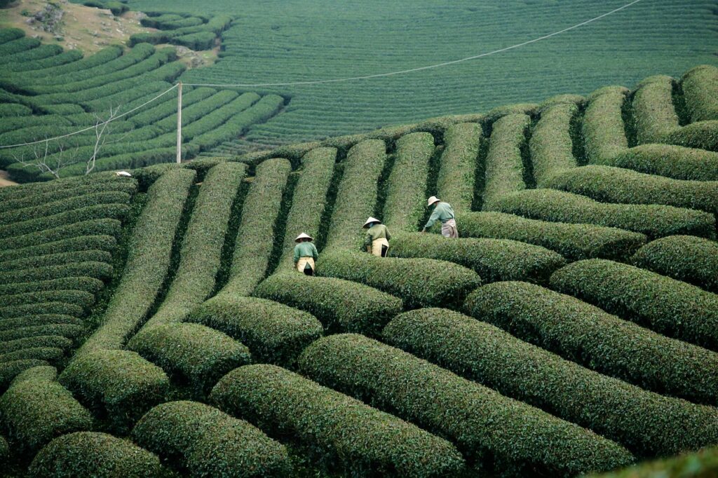 Darjeeling'de yamaçlara yayılmış çay bahçelerinde yaprak toplayan işçiler
