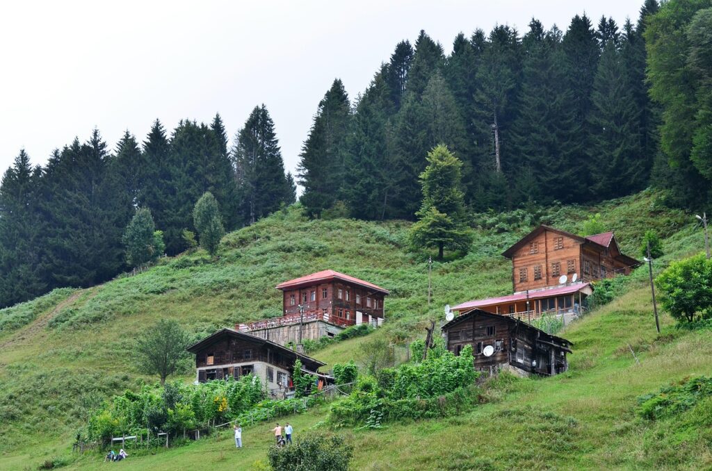 Ayder yaylasında çam ağaçları arasındaki ahşap yayla evleri