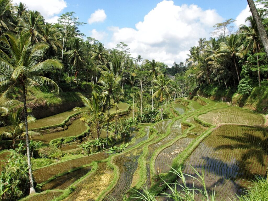 Bali'de Ubud yakınlarındaki yeşil pirinç tarlaları