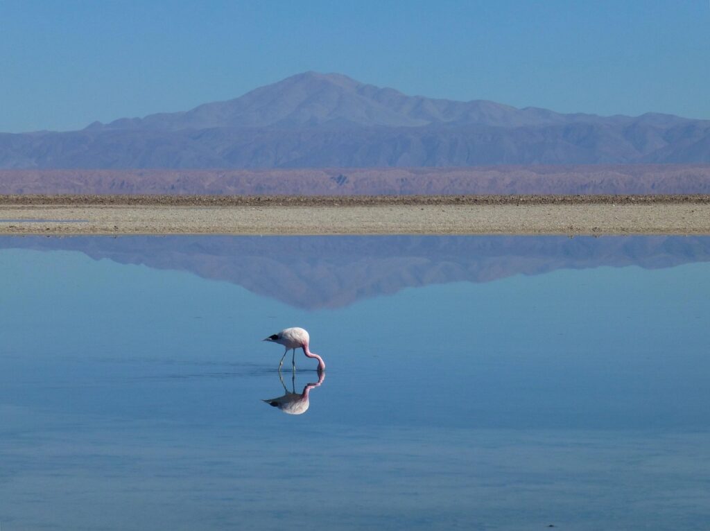 Avustralya'daki Hutt Lagoon'un pembe renkli suyu