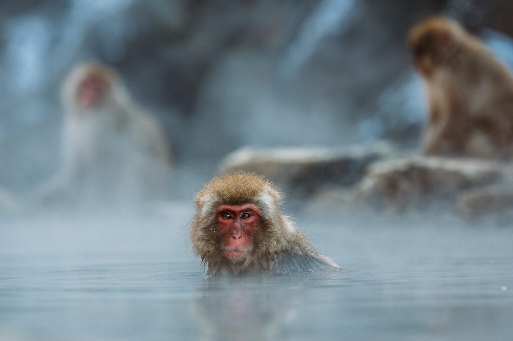 Japonya'da dağ manzaralı geleneksel bir onsen havuzu