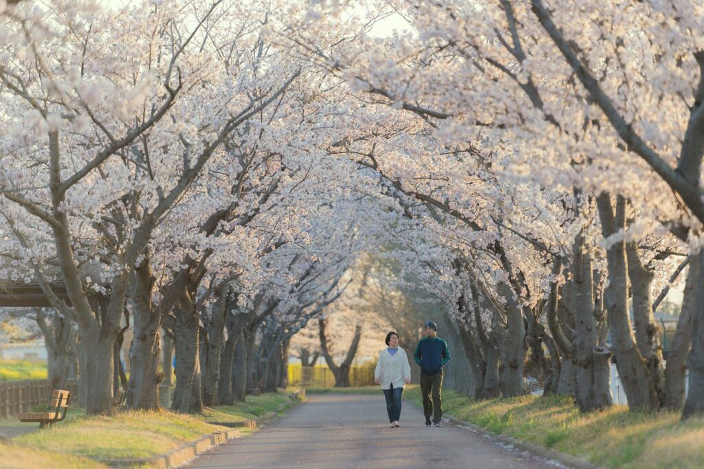 Japonya'da kiraz çiçeği açan bir park