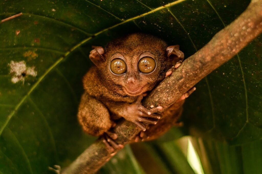 Bohol'da yaşayan küçük ve büyük gözlü tarsier