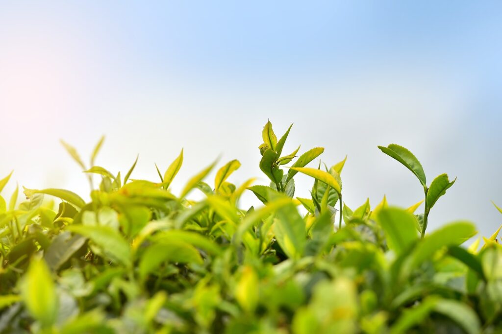 Munnar'da sisli dağlar ve çay bahçeleri