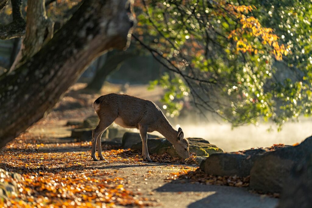 Nara Park'ta dolaşan geyikler ve tapınak yolu