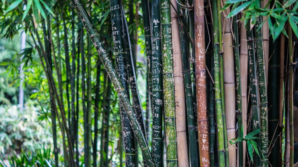 Battambang'da kırsal alanda ilerleyen bambu tren platformu