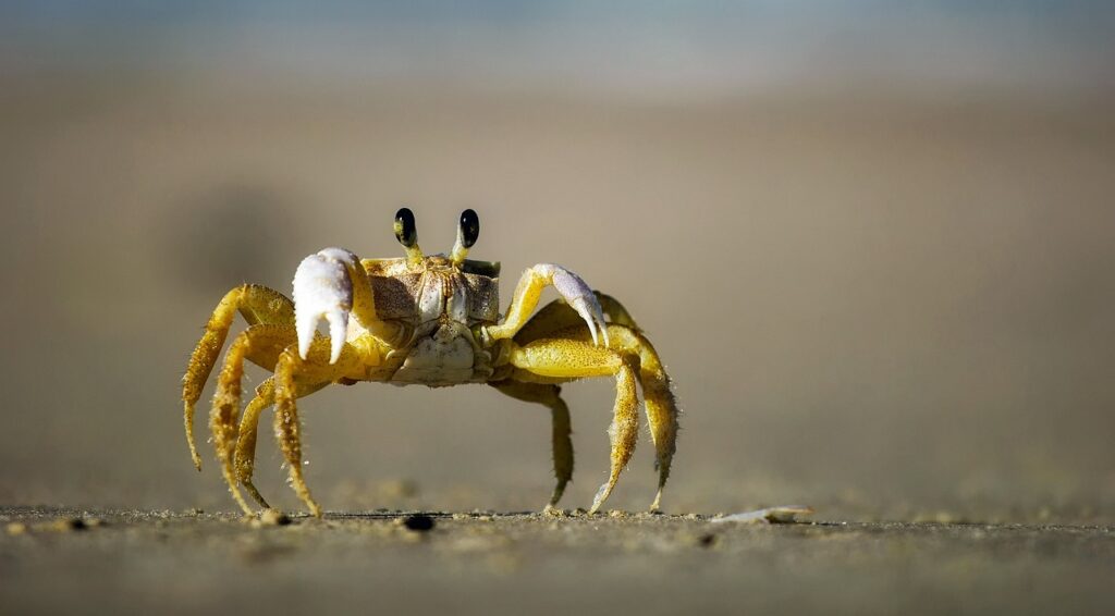 Kep kıyısında yengeç pazarından taze deniz ürünleri