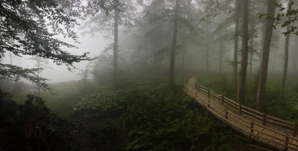 Sisli bir sabahta Karadeniz yaylalarının görünümü