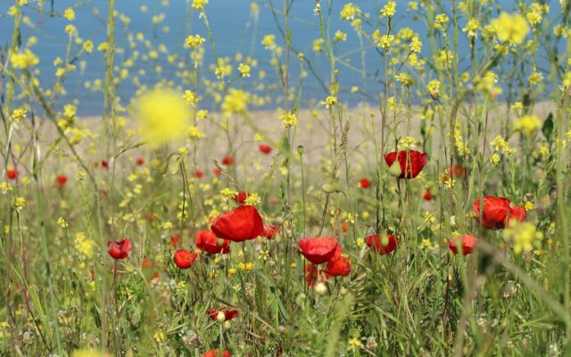 İznik Gölü kıyısında park etmiş bir karavan ve arka planda sakin bir göl manzarası