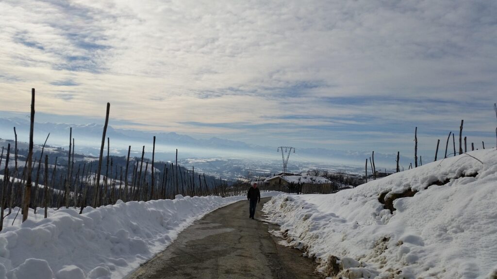 Piemonte'de Langhe tepelerine yayılmış bağ sıraları