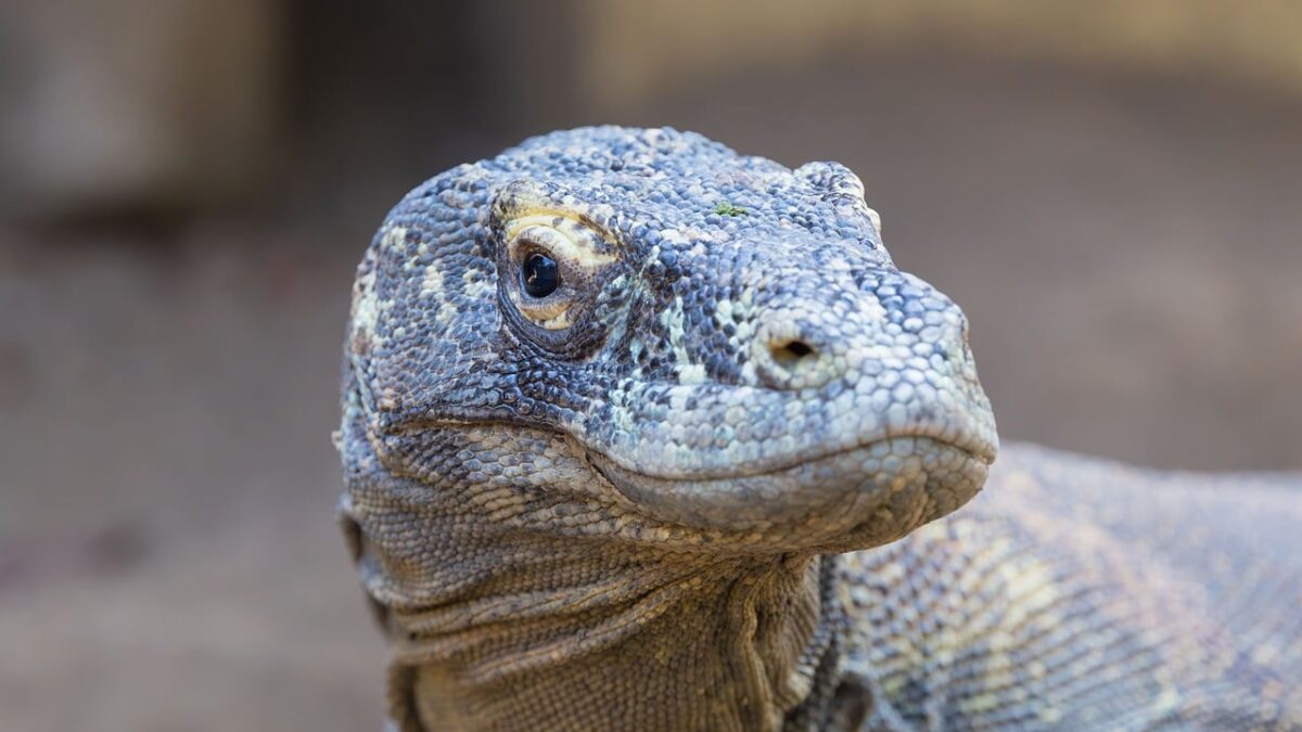 Komodo Milli Parkı'nda turkuaz denizle çevrili tepeli bir adanın havadan görünümü