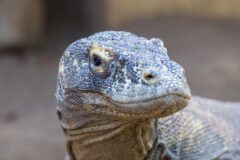 Komodo Milli Parkı'nda turkuaz denizle çevrili tepeli bir adanın havadan görünümü