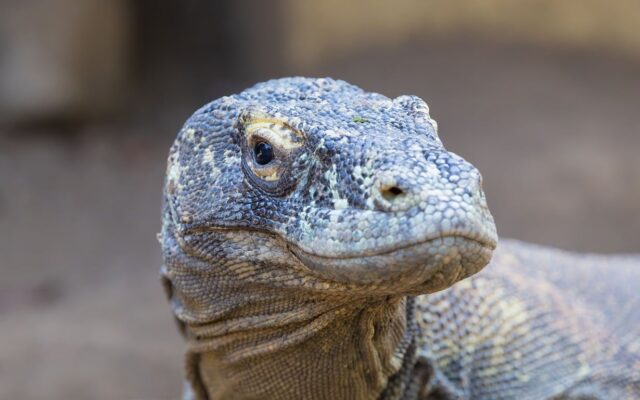 Komodo Milli Parkı'nda turkuaz denizle çevrili tepeli bir adanın havadan görünümü