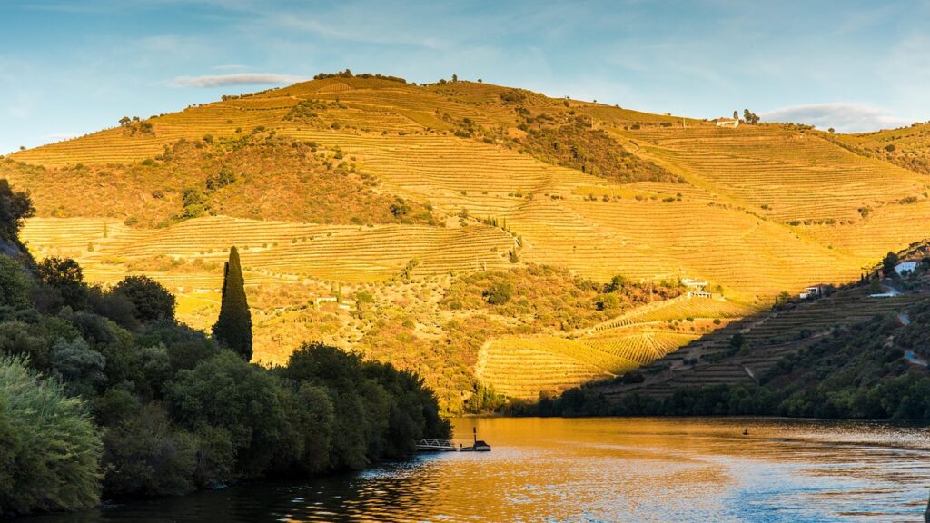 Douro vadisindeki bağlar ve nehir manzarası