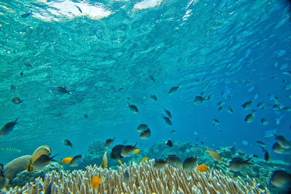 Endonezya'da mercan resifi üzerinde snorkel yapan bir kişi