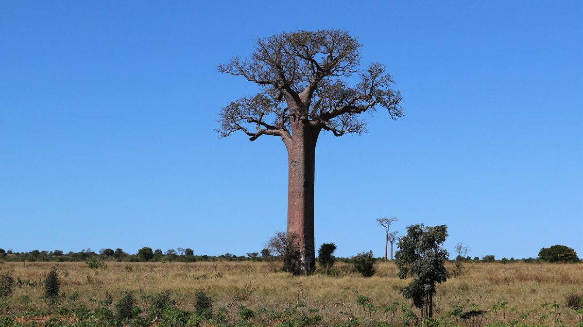 Madagaskar'da gün batımında Baobab Yolu'ndaki devasa baobab ağaçlarının siluetleri