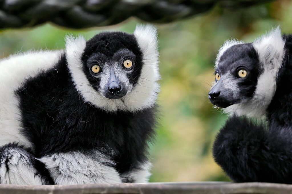 Andasibe ormanında dalda oturan indri lemuru