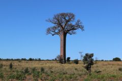 Madagaskar'da gün batımında Baobab Yolu'ndaki devasa baobab ağaçlarının siluetleri