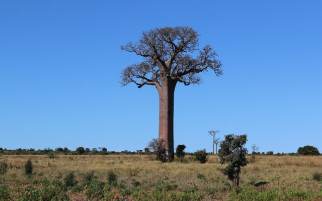 Madagaskar'da gün batımında Baobab Yolu'ndaki devasa baobab ağaçlarının siluetleri