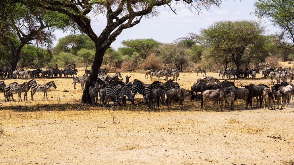 Serengeti savanında göç eden geyik sürüsü